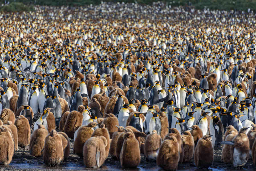 Pingüino Rey - islas Georgias del Sur 010.jpg